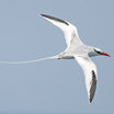Red-billed Tropicbird